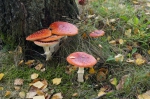 DSC00951.jpg