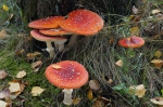 DSC00953.jpg