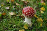 DSC00955.jpg