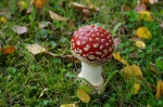 DSC00956.jpg