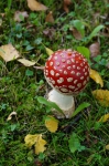 DSC00958.jpg