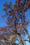 DSC01730.jpg
