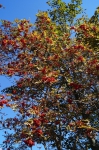 DSC01732.jpg