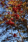 DSC01733.jpg