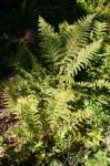 DSC01833.jpg