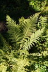 DSC01834.jpg
