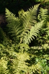 DSC01835.jpg
