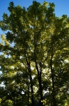 DSC02234.jpg