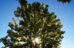 DSC02237.jpg