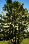 DSC02238.jpg