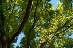 DSC02244.jpg