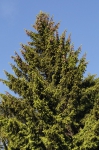 DSC04525.jpg