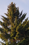 DSC04553.jpg